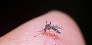 Dengue, un caso al Circeo: scatta la disinfestazione