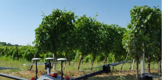 Mantova diventa sede dell’Agri Innovation Centre con il Vigneto 4.0