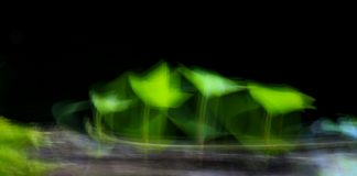 “Ri…Tratti di un Bosco”, apre sabato a Bosco Fontana la mostra fotografica di Marisa Spiller