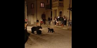 Orsa Amarena uccisa, cuccioli vivi ma si sono divisi