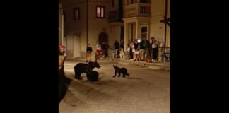 Orsa Amarena uccisa, avvistati i cuccioli: si lavora per salvarli