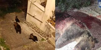 Orsa uccisa, a San Benedetto dei Marsi “clima preoccupante tra insulti e minacce”