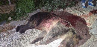 In Abruzzo uccisa a fucilate l’orsa Amarena