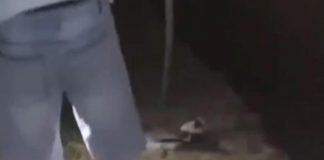 Uccidono anatra a bastonate e girano video choc: “E’ viva, finiscila”