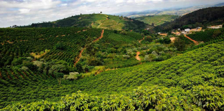 Caffè: da illycaffè Arabica Selection Brasile Cerrado Mineiro, 1° da agricoltura rigenerativa