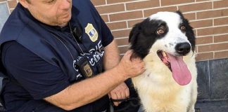 Milano, cane abbandonato da mesi sul balcone: salvato da guardie zoofile