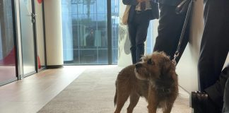 Animali, Ucelli (Mars): “Lavoriamo per mondo sempre più a misura di pet?