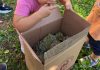 I piccoli del Redentore alla scoperta dell’uva alla Cantina di Quistello