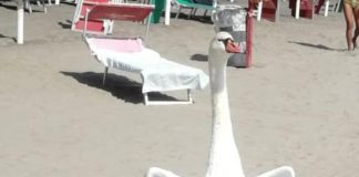Ostia, in spiaggia spunta un cigno