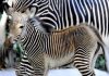 Animali, eccezionale fiocco rosa al Bioparco di Roma: nata una piccola zebra Grevy