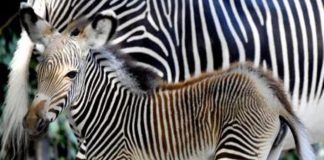 Animali, eccezionale fiocco rosa al Bioparco di Roma: nata una piccola zebra Grevy