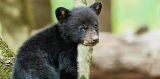 Orsa Amarena, i cuccioli sono insieme e si alimentano
