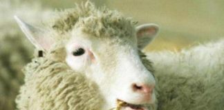 Ricerca, addio a Ian Wilmut, ‘papà’ della pecora clonata Dolly