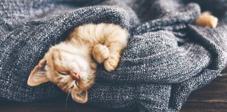 Celiachia, Pet in casa riducono rischi nei bimbi, antibiotici lo aumentano