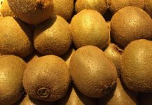 Kiwi, nel Mantovano annata dai due volti: qualità buona, ma produzioni -20% per maltempo