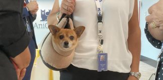 Animali, Caporali (AniCura): “Nostre cliniche curano 1000 animali al giorno”