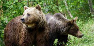 Morta l’orsa F36, si teme bracconaggio: la rabbia degli animalisti