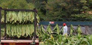 Tabacco, Carloni (Lega): “Accordo filiera ha permesso crescita importante settore”