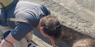 Il ‘censimento’ delle zanzare di città. Scienziati in campo