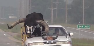 Polizia ferma auto in autostrada, c’è un toro a bordo