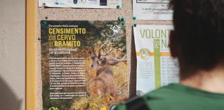 Biodiversità in volo, alla scoperta del censimento del cervo