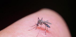 Dengue, in Italia il vaccino per prevenirla