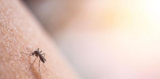 Dengue Italia 2023, crescono casi: 236 in totale
