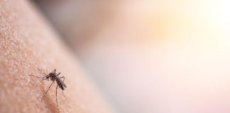 Dengue Italia, crescono i casi: sono 208 da inizio anno a oggi