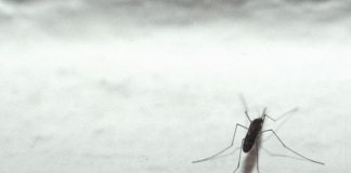 Dengue in Italia, 132 casi a oggi da inizio anno: 7 in Lombardia