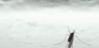 Dengue Italia 2023, 132 casi a oggi: 7 in Lombardia