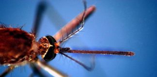West Nile Italia, salgono a 237 i casi: 13 morti