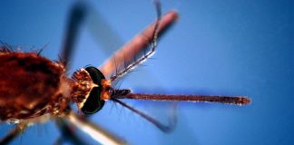 West Nile, in Italia 171 casi e 9 morti