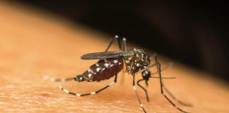 Dengue a Mantova, come difendersi dalla zanzara tigre