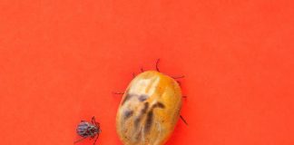 Vaccini, allo studio ‘scudo’ a mRna contro la malattia di Lyme