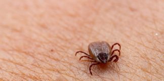 Zecche e Sindrome alfa-Gal, cos’è l’allergia che allarma gli Usa