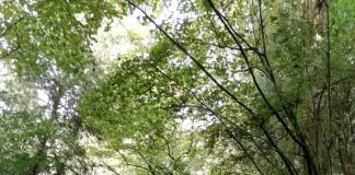 Domenica al Parco delle Bertone la quarta edizione di Mandala-Therapy