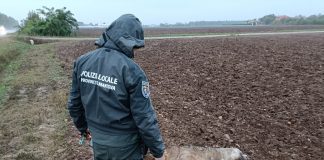 Lupo travolto e ucciso sulla Sp 14 a Cavriana