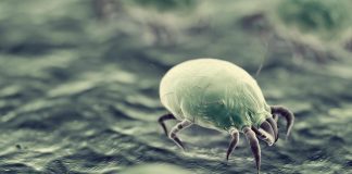 Non solo cimici, dagli acari alle pulci ecco gli ospiti del letto