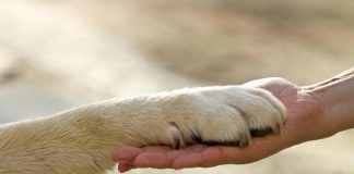 Anziani, Ungar (Veteris): ‘interventi assistiti con animali vera terapia’