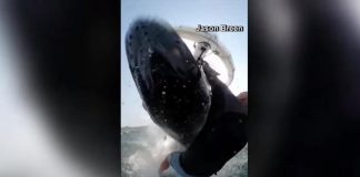 Surfista travolto da una balena a Sydney