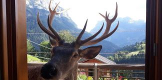 Ucciso il cervo Bambotto, mascotte di Pecol che si fidava dell’uomo