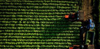 Tabacco, Coldiretti e Philip Morris: rinnovato accordo filiera