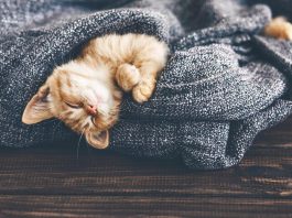 Dormire con il gatto o con il cane fa bene?
