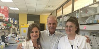 Ricerca, studio italiano rivela nuovi target per riparare il cervello dopo l’ictus