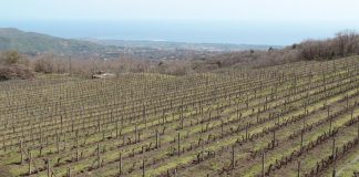 Sicilia: Fedagricoltura-Cifa, con viticoltori per più risorse nazionali per recente calamità naturale