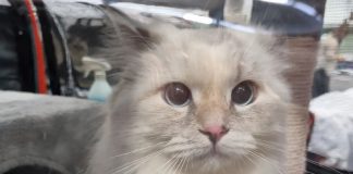 Fine settimana dedicato ai migliori gatti del mondo. In Millenaria arriva “Millenium cat”