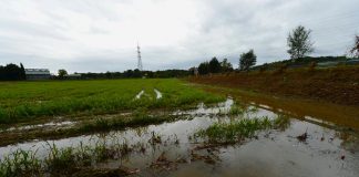 Polo logistico Lonato, il Comitato: “cementificando area, siamo a rischio allagamenti”