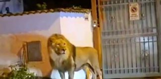 Catturato il leone fuggito dal circo