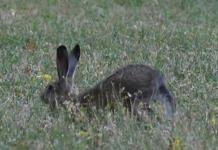 Danni agricoltura da fauna selvatica: 1,1mln nel Mantovano, metà di tutta la Lombardia
