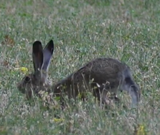 Danni agricoltura da fauna selvatica: 1,1mln nel Mantovano, metà di tutta la Lombardia